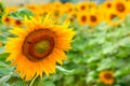 Summertime rural landscape - field of sunflowers