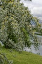 Summertime with small flowering White willow or Salix alba tree of a shore lake a residential district Drujba Royalty Free Stock Photo