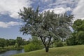 Summertime with small fresh White willow or Salix alba tree of a shore lake a residential district Drujba Royalty Free Stock Photo