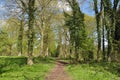 Summertime trees in the British countryside.