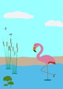 Wildlife greeting card illustration isolated on blue background. Postcard flamingos and pond