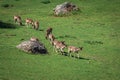 A summertime view of a herd of fallow deers (Dama dama) on the g