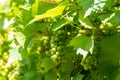 Summertime on vineyard, young green grapes hanging and ripening on grape plants