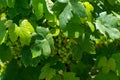 Summertime on vineyard, young green grapes hanging and ripening on grape plants