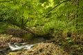 Summer woodland scene, green foliage, leaning tree, growing across river, brown stone riverbed exposed, with green undergrowth. Royalty Free Stock Photo