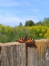 Summervibes insect butterfly