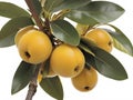 Summery abundance. Ripe loquat tree in exquisite detail.