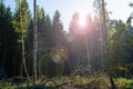 Summery glade in the forest