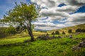 Summery old tree and Glenfenzie farmhouse ruins in scotland