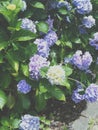 Summery outdoor botanical bluey hydrangeas Royalty Free Stock Photo