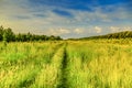 Summery polder landscape during sunrise with high flowering grass and woods