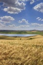 Summetime agriculture. Rural summer landscape of Italy. Between Apulia and Basilicata: hilly countryside with wheat fields . Royalty Free Stock Photo