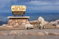 Summit of Mount. Evans sign with Goats