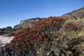 Summit of Mount Roraima, volcanic stones and red endemic plants. Royalty Free Stock Photo