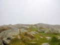 Summit of a mountain during a foggy summer day. Camels Hump, Vermont, USA Royalty Free Stock Photo
