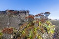 Summit of Mt Roraima, volcanic black stones and endemic plants.