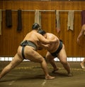 Sumo wrestler fighters tain in sumo stables preparing for sumo tournament held in Tokyo Japan Royalty Free Stock Photo