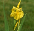 Sumpfschwertlilie, Iris, pseudacorus Royalty Free Stock Photo