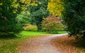 Sumptuous Golden Glee Leaf-Strewn Autumn