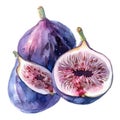 A sumptuous watercolor still life of figs, whole and halves