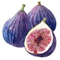 A sumptuous watercolor still life of figs, whole and halves