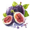 A sumptuous watercolor still life of figs, whole and halves