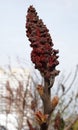 Sumy Deerhorn tree in spring Royalty Free Stock Photo