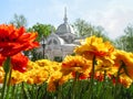 A flower bed of bright yellow-red terry tulips against the background of a beautiful old carved arbor in Pokrovsky Square in Sumy Royalty Free Stock Photo