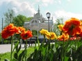 Flowerbed with double terry red-yellow tulips against Altanka in park on Pokrovsky Square in Sumy