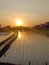 The sun in the aftermoon on the  vast expanse of rice fields Royalty Free Stock Photo