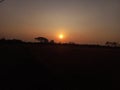 the sun in the afternoon before sunset in the rice fields Royalty Free Stock Photo