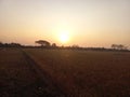 the sun in the afternoon before sunset in the rice fields