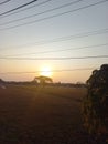 the sun in the afternoon before sunset in the rice fields Royalty Free Stock Photo