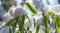 The sun against blurry background of evergreen bamboo leaves Phyllostachys aureosulcata with last snow