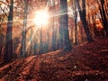 Sun through autumn forest