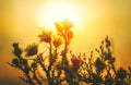 Sun Backlit Flower in Sunset Atmosphere Royalty Free Stock Photo