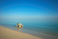 Sun bathing Royalty Free Stock Photo