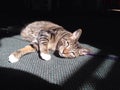 Sun bathing cat Royalty Free Stock Photo