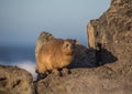Sun bathing rock hyrax aka Procavia capensis at the Otter Trail at the Indian Ocean