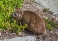 Sun bathing rock hyrax aka Procavia capensis at the Otter Trais at the Indian Ocean