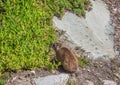 Sun bathing rock hyrax aka Procavia capensis at the Otter Trais at the Indian Ocean