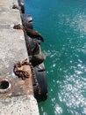 sun bathing seals