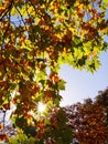 Sun beam behind sycamore tree leaves Royalty Free Stock Photo