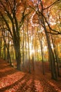 Sun beaming through an autumn forest. Royalty Free Stock Photo