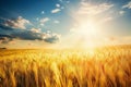 Sun Beaming Down on Wheat Field Royalty Free Stock Photo