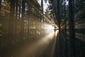 Sun beams in an autumn morning forest Royalty Free Stock Photo