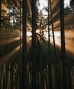 Sun beams in an autumn morning forest Royalty Free Stock Photo