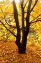 Sun beams on an autumn tree Royalty Free Stock Photo