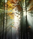 Sun beams in an autumn wood Royalty Free Stock Photo