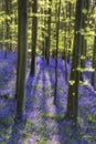 Sun beams through beech trees over vibrant bluebells landscape a Royalty Free Stock Photo